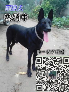 在哪里能买到黑狼犬