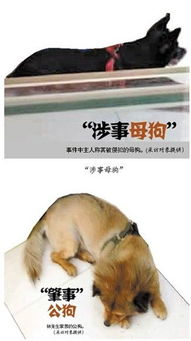 母狗与人如何交配