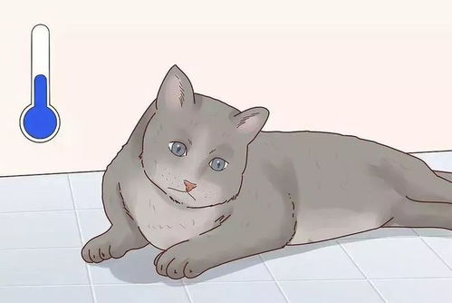 猫发烧了怎么办