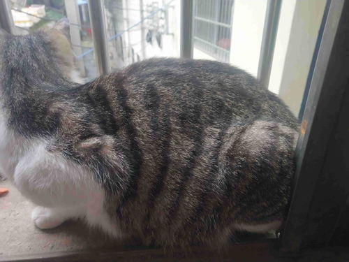 猫多久可以生宝宝