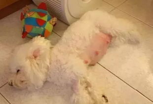 狗狗临产什么症状有哪些