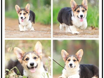 柯基犬哪里的狗