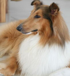 牧羊犬到哪里买