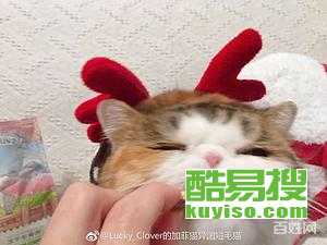 珠海哪里有猫舍