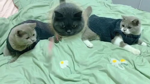 猫经常被打会怎么样
