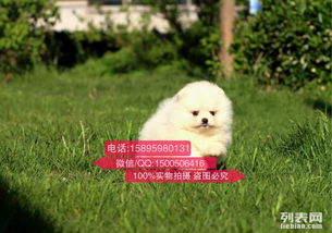 成都哪里有宠物小狗卖