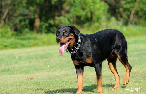 罗威纳犬有哪些名犬