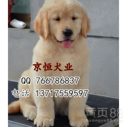 哪里金毛幼犬出售