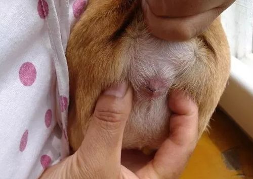 怎么样给狗挤肛门腺