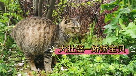 母猫怀孕多久肚子