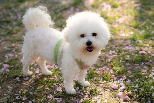 比熊犬性格怎么样