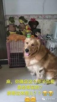 狗笼在哪里买好