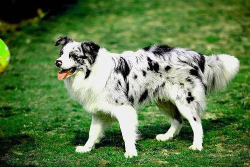 大型犬在哪里