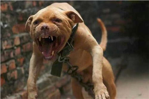 野狼和比特犬哪个厉害