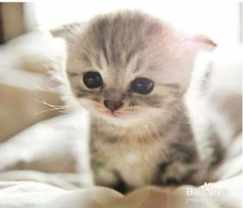 如何照顾小猫