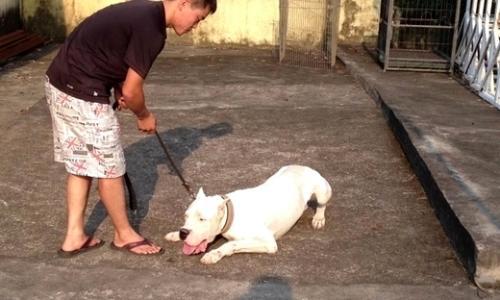 哪里能训练杜高犬