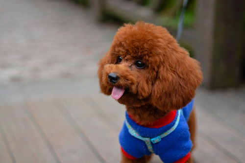 如何驯服泰迪狗狗