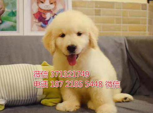 广州哪里有卖狗狗