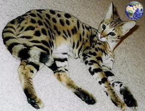 热带草原猫哪里能买到