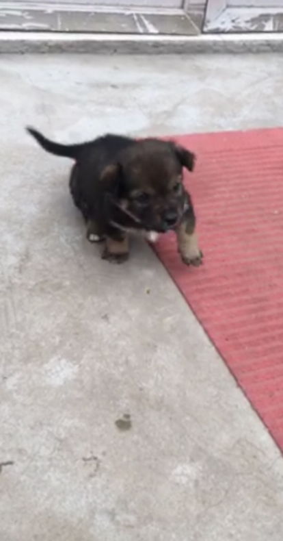 如何分别犬的品种