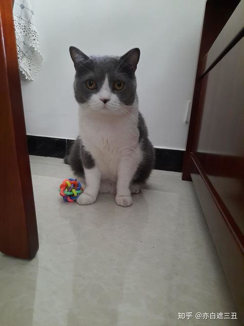 晚上睡觉把猫放哪里