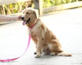如何训练狗狗跟着主人