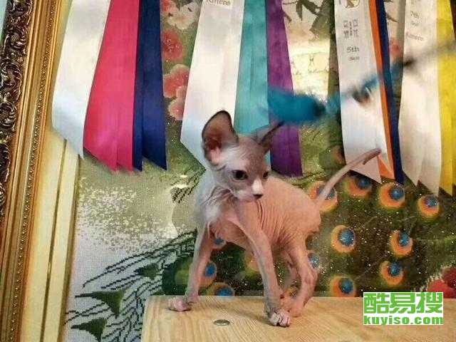 无猫毛哪里有卖