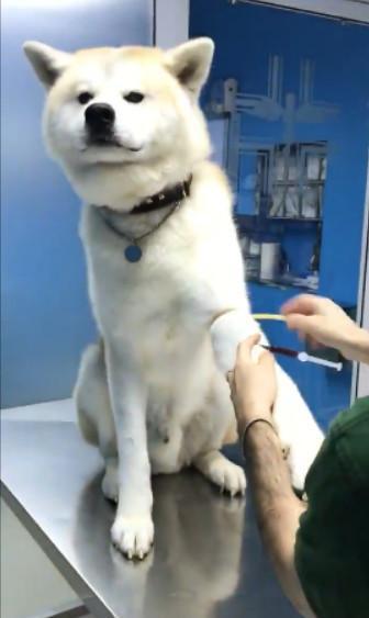 狗抽血检查去哪里