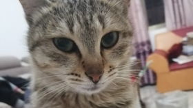 猫怀孕后多久胎动
