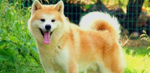 美系秋田犬战斗力如何