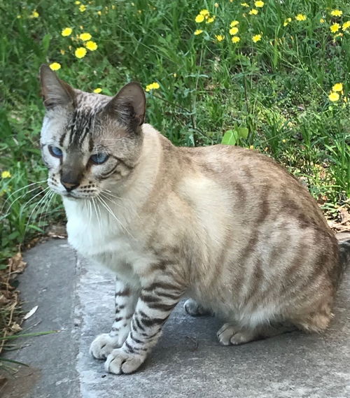 小猫的品种哪些