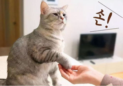 如何教猫咪不要