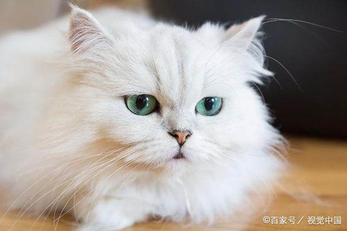 常见的长毛猫有哪些