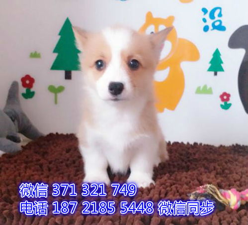 哪里有卖宠物小狗