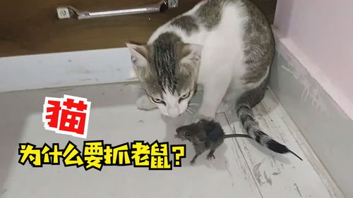 哪些猫适合抓老鼠