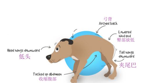 狗胰腺炎疼的症状有哪些