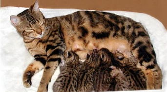 如何知道母猫怀孕