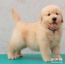 昆明哪里卖金毛犬