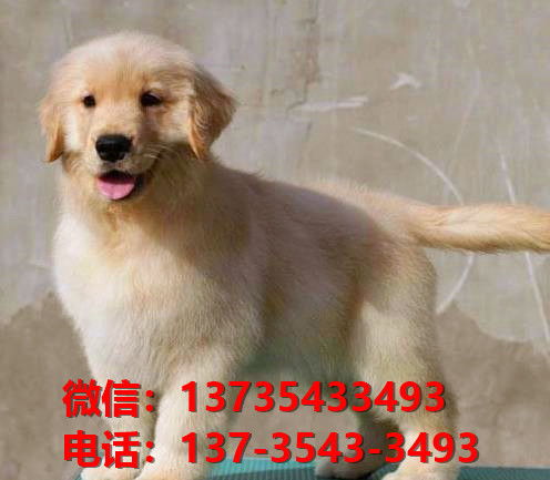 常德哪里有宠物狗领养