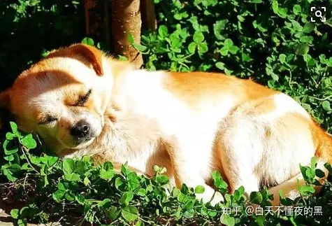 冬天狗晒太阳多久合适