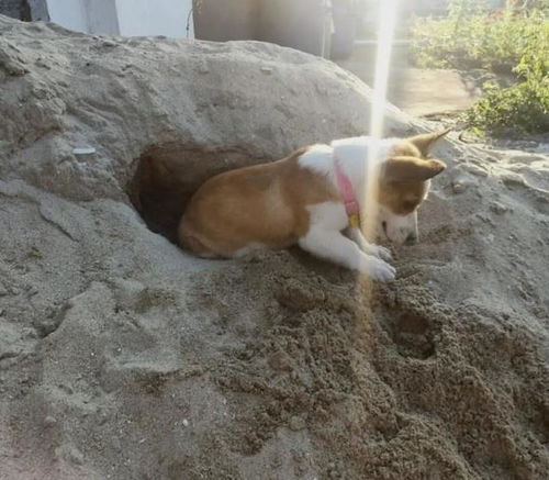 狗死了多久可以埋
