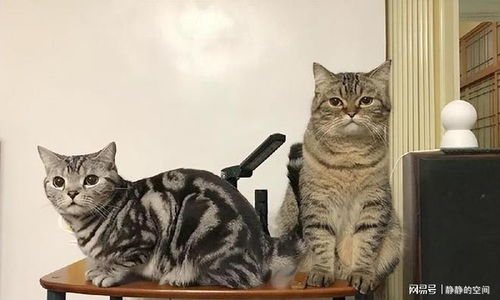 公猫与母猫哪个好看