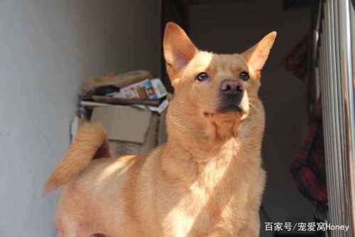 中国有哪些大狗