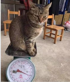 如何测量猫咪的体重