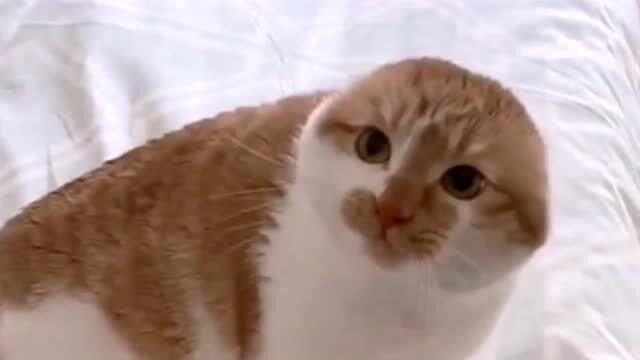 猫被吓到了会怎么样