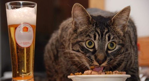 哪些食物不能给猫猫吃