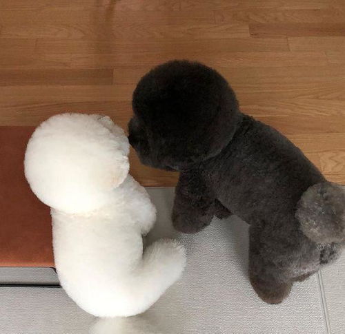 比熊犬和贵宾犬哪个好养