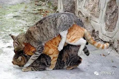 公猫母猫配种多久