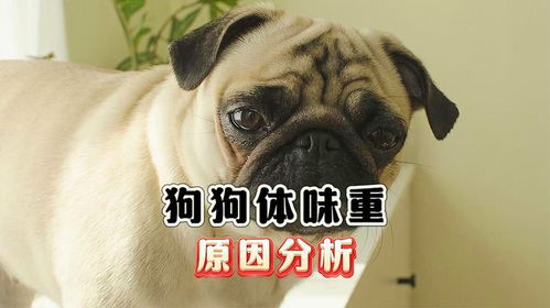 哪些宠物狗有体臭