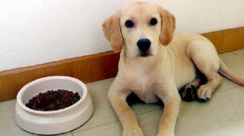 拉布拉多幼犬粮吃多久